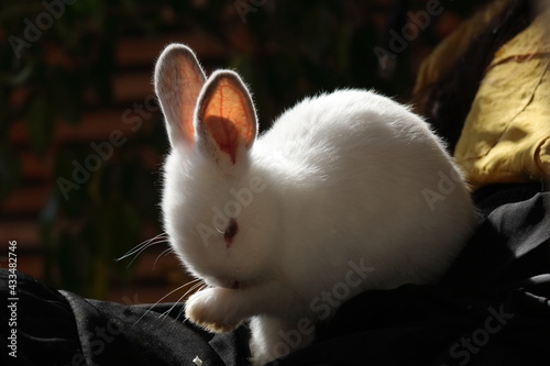 Perfil de un conejito blanco acicalándose. El rayo de luz en la sombra le adornan.