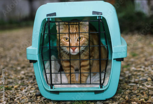 Chat domestique, Felis silvestris catus, cage photo