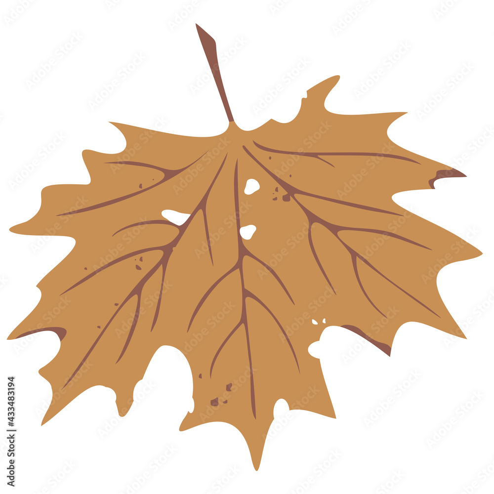 Fototapeta premium Vector illustration of maple leaf. Fall season design.