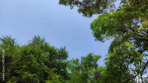 background of trees and sky 