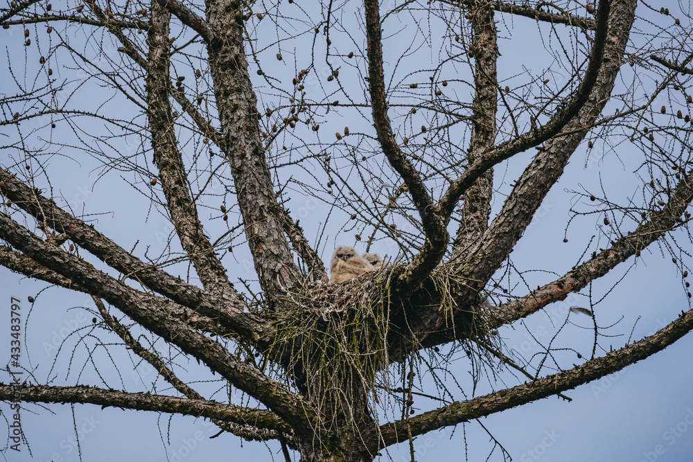 Eurasian eagle-owl while nesting Eurasian eagle-owl while nesting