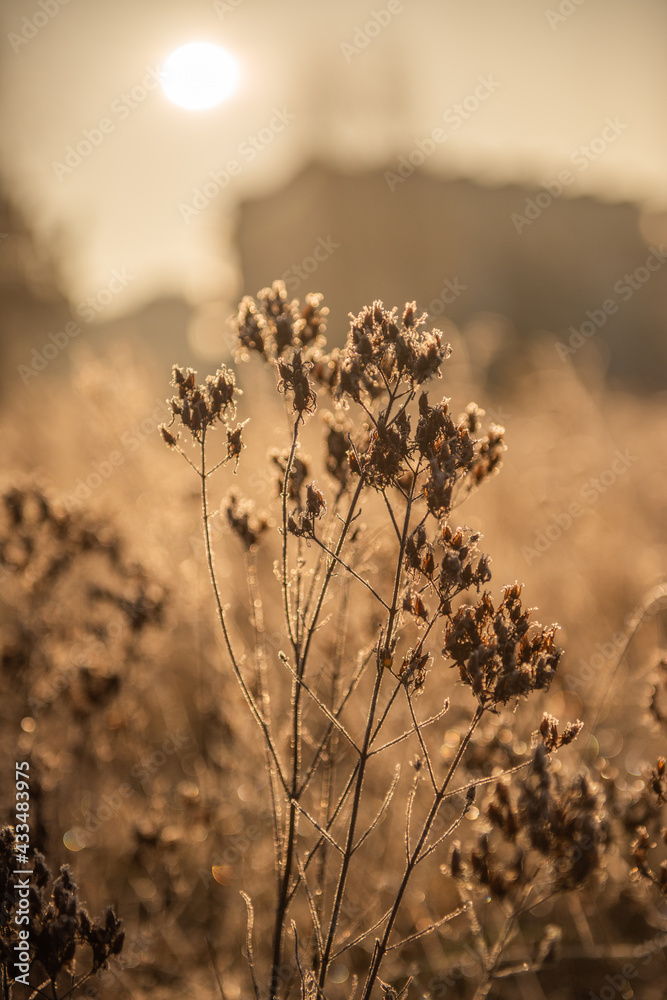 Obraz premium sunset in the forest