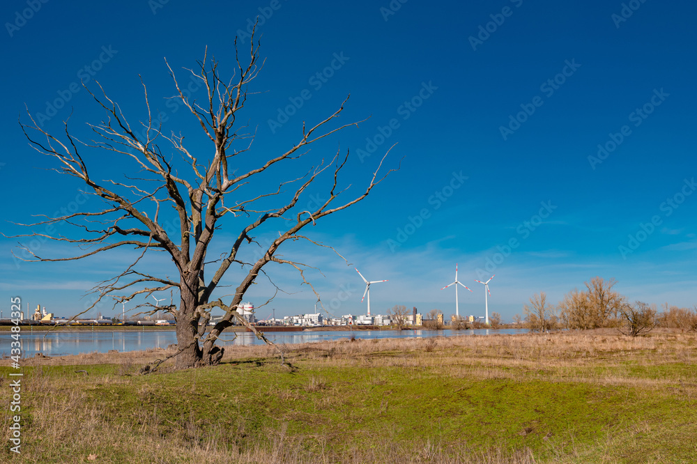 View over Elbe riverside landscape with big wind turbines to generate electrical power as green ecofriendly energy and industrial plant and old dead tree at sunset. Concept of ecology and environment. View over Elbe riverside landscape with big wind turbines to generate electrical power as green ecofriendly energy and industrial plant and old dead tree at sunset. Concept of ecology and environment.