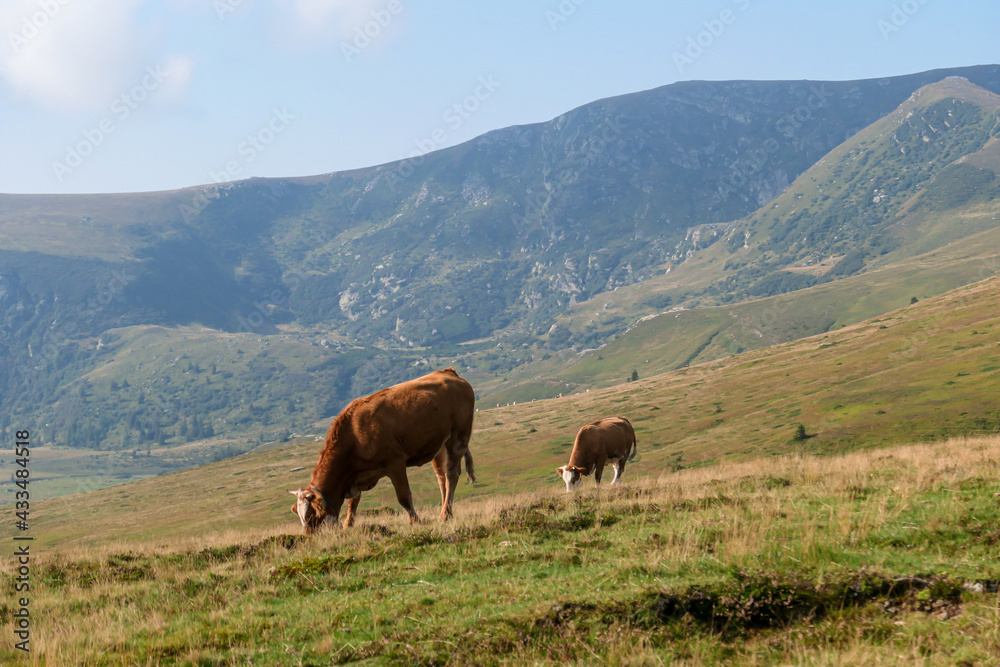 A brown cow with a little calf grazing on the pasture in Austrian Alps. There are high Alpine peaks in the back, overgrown with trees. Natural habitat of domestic animals. Serenity and calmness