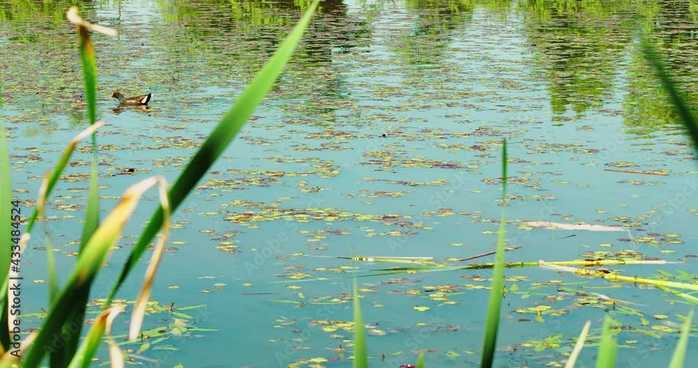 The common moorhen in the wetland The common moorhen in the wetland