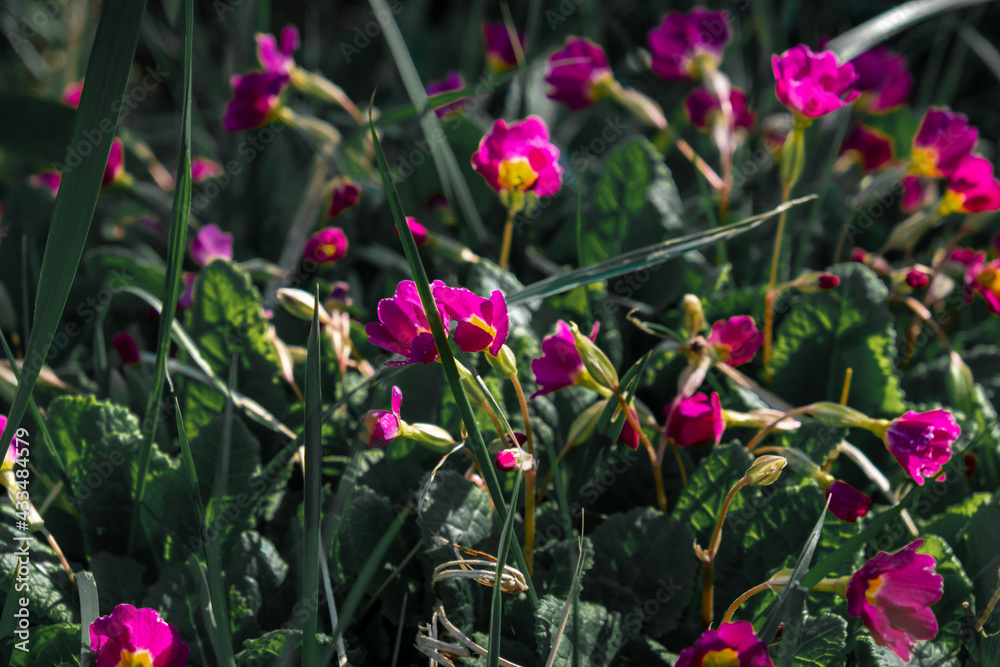 Beautiful red flowers with dark green leaves. Creative spring concept. Beautiful red flowers with dark green leaves. Creative spring concept.