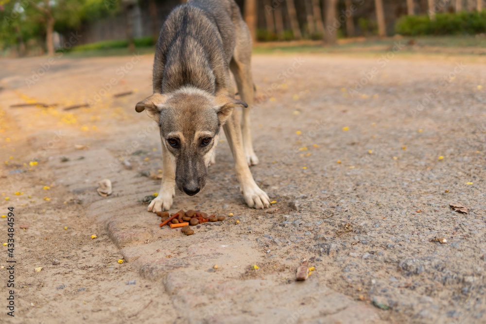 street dog feeding street dog feeding