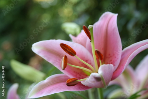 pink lily flower © Viktoriya3V