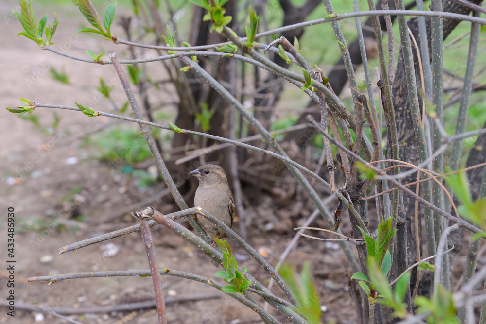 A sparrow sits on a branch on a cloudy spring day A sparrow sits on a branch on a cloudy spring day