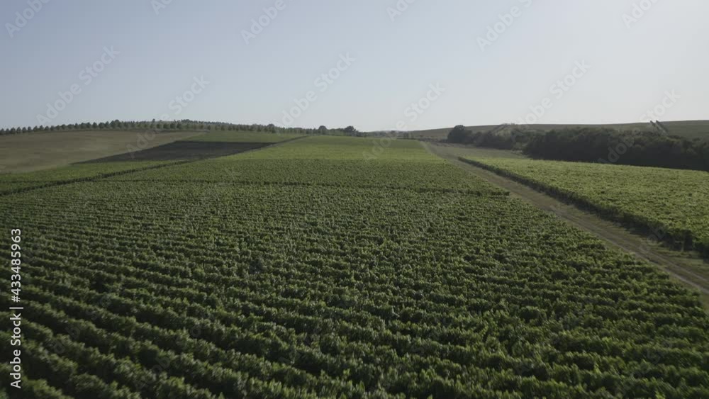Overhead aerial view. Total aerial view over grape landscape. Aerial panning shot of green plants growing on field against sky, drone flying over vineyard at sunset. Drone is flying fast over the fiel Overhead aerial view. Total aerial view over grape landscape. Aerial panning shot of green plants growing on field against sky, drone flying over vineyard at sunset. Drone is flying fast over the fiel