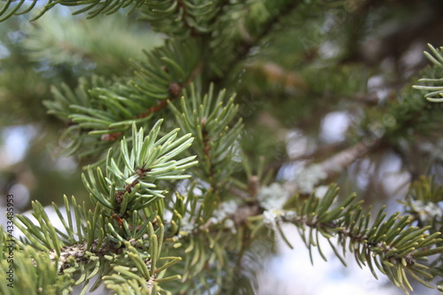 branch of a pine