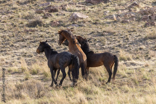 Wild horse Stallions Fighting in the Utah Desert