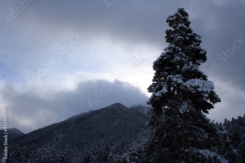snow covered trees