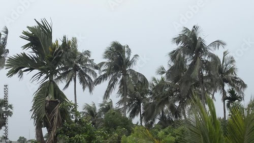 Norwesters or the Kalbaishakhi Wind blowing through Palm trees. Windy day weather just before rain in early monsoon season. Kolkata India South Asia Pacific photo