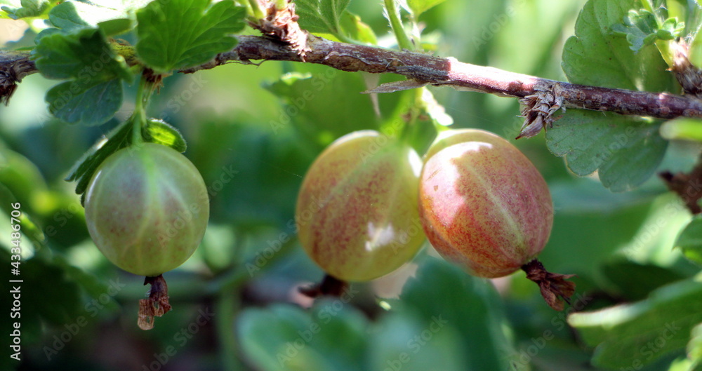 Obraz premium apple tree branch