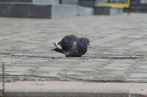 The pigeon sits on the hatch with water and washes the side view