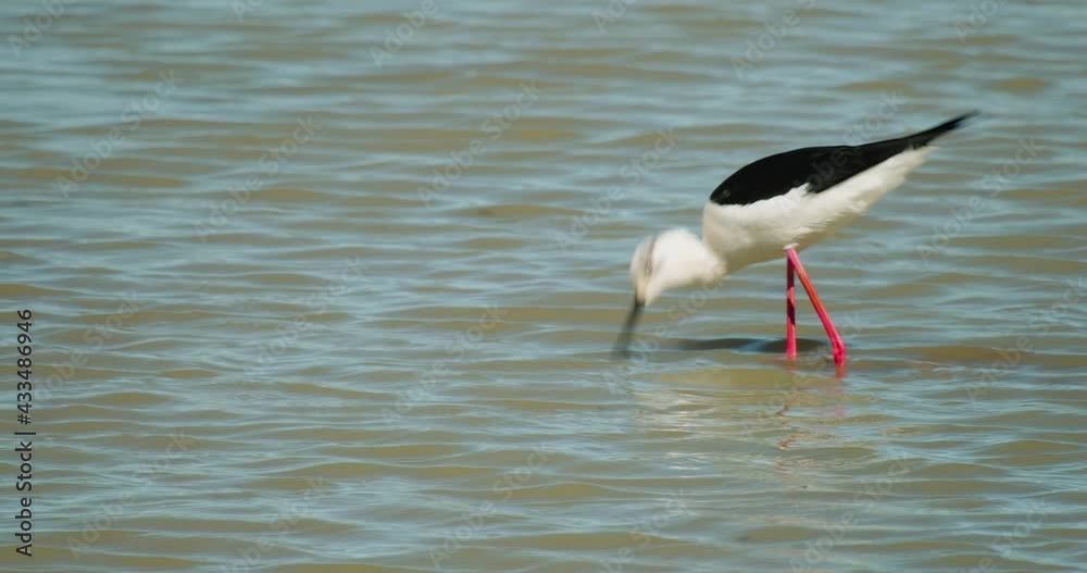 The black-winged stilt feeding in shallow water The black-winged stilt feeding in shallow water