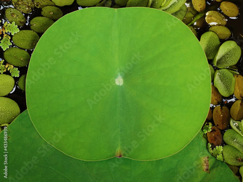 Fotografiet Top view of a tender lotus leaf among Salvinia molesta and Azolla