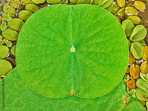 Top view of a tender lotus leaf among Salvinia molesta and Azolla.   
