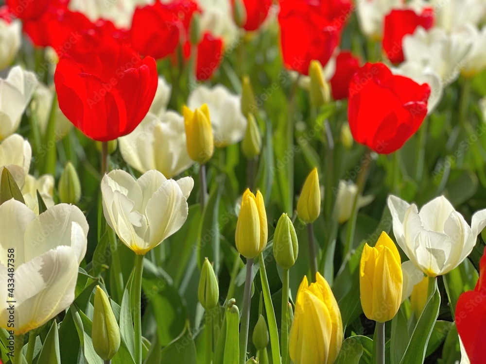 Obraz premium Tulips flowers on flowerbed. Red, white and yellow tulips in spring garden. Colorful spring tulips.