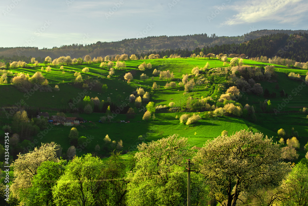 Obraz premium Amazing view on the village called Hrinova. Beautiful nature. Spring scenery. Blooming trees. 