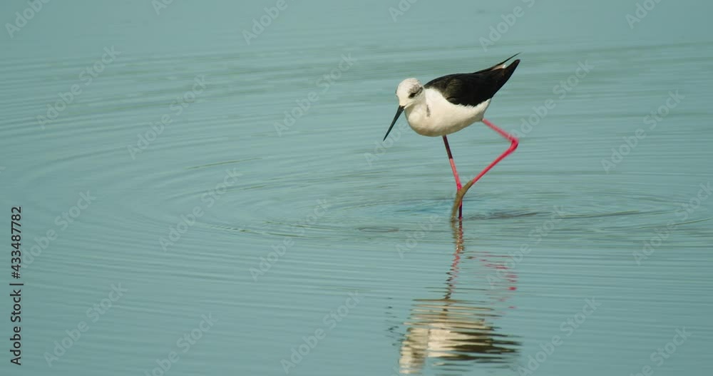 The black-winged stilt feeding in shallow water The black-winged stilt feeding in shallow water