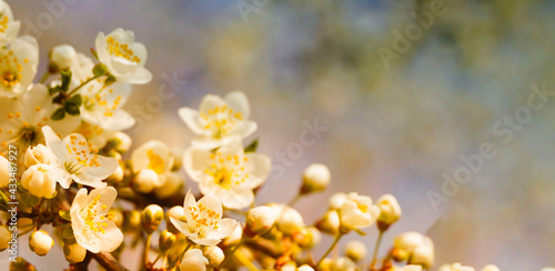  Flowering cherry branches on a blue clear sky background in the sunset with copy space: spring time concept. Blooming cherry tree flowers, floral nature background, spring forward. Blurred effect.