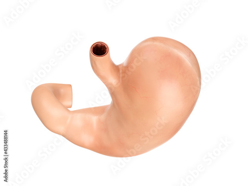 Anatomically accurate realistic 3d illustration of human internal organ - stomach with duodenum isolated on white background top view © eranicle