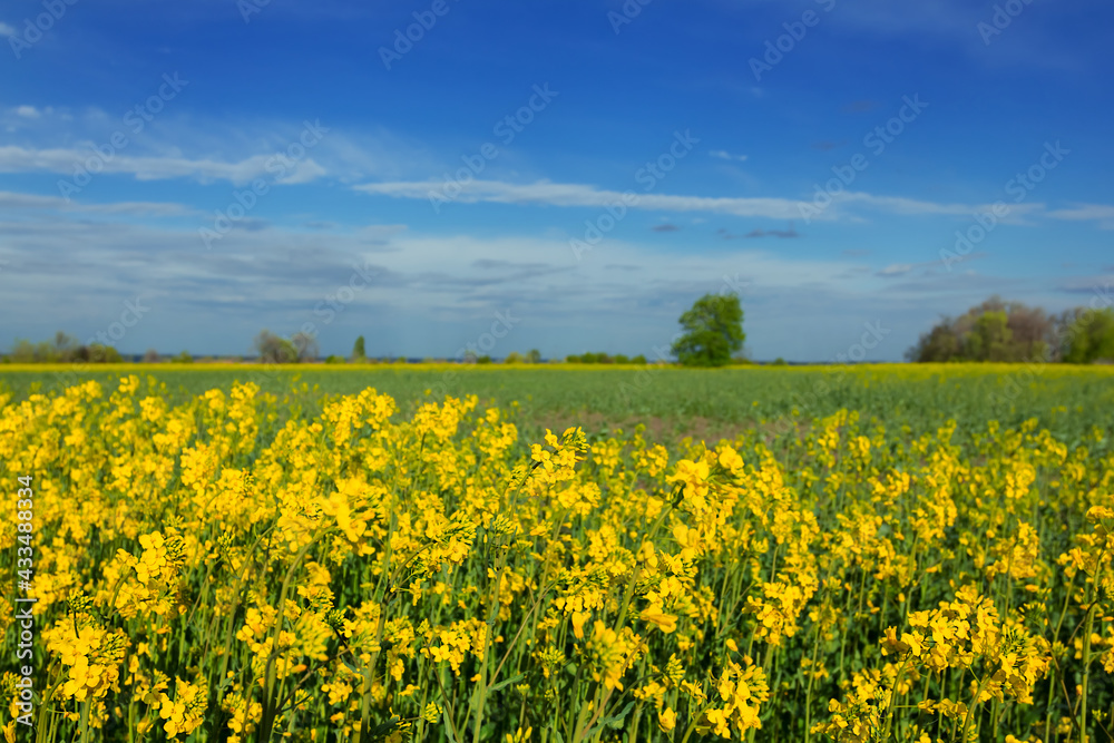 closeup yellow rape field at the bright spring day, agricultural background, countryside rural scene