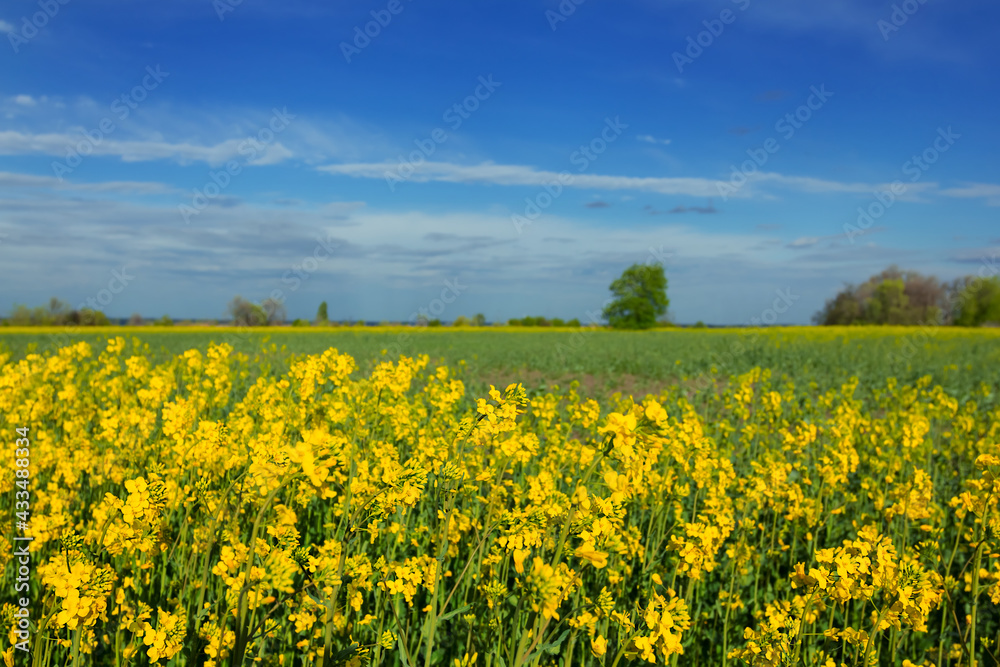 closeup yellow rape field at the bright spring day, agricultural background, countryside rural scene closeup yellow rape field at the bright spring day, agricultural background, countryside rural scene
