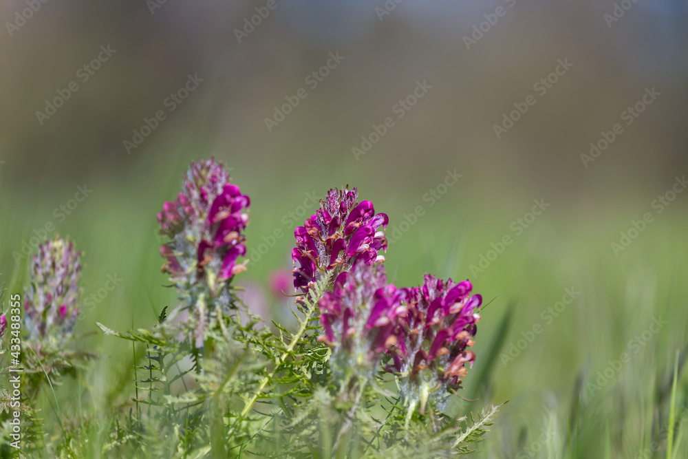 closeup wild flowers in green grass, beautiful spring natural background closeup wild flowers in green grass, beautiful spring natural background