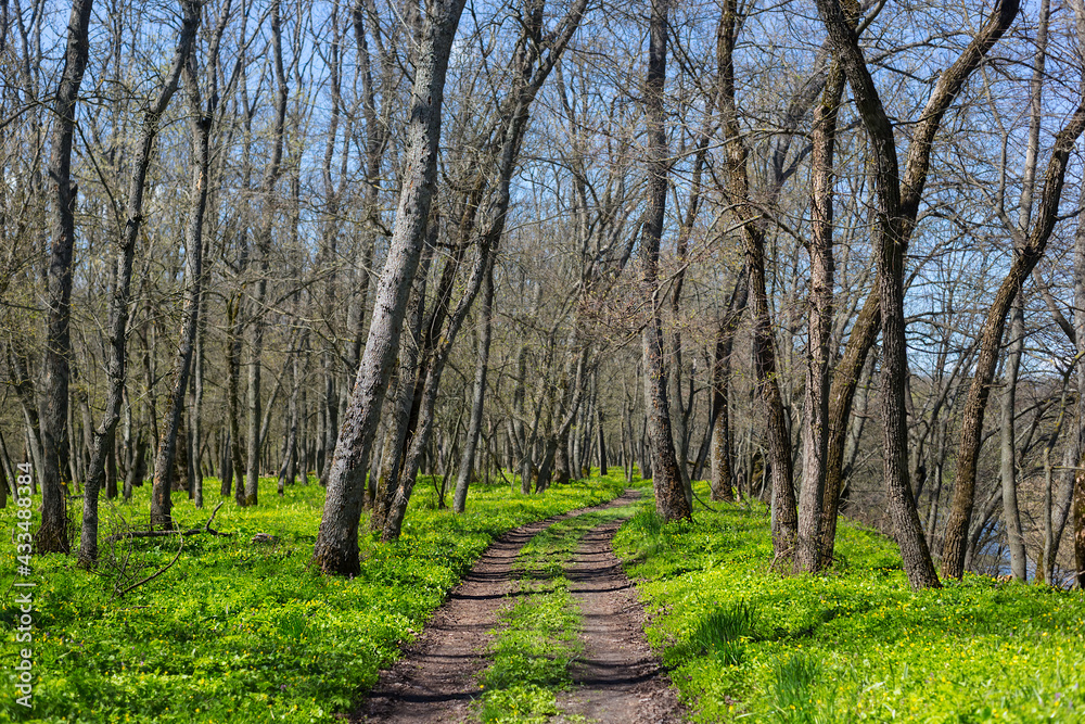 rural ground road through the green forest, spring travel background rural ground road through the green forest, spring travel background