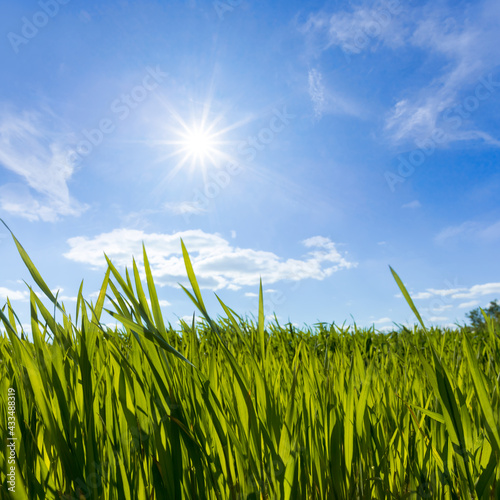 closeup green grass in light of sparkle sun, countryside rural background