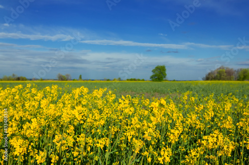 closeup yellow rape field at the bright spring day, agricultural background, countryside rural scene © Yuriy Kulik