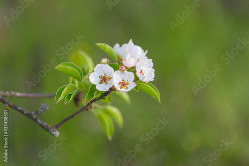 closeup apricot tree branch in blossom, meautiful spring countryside background