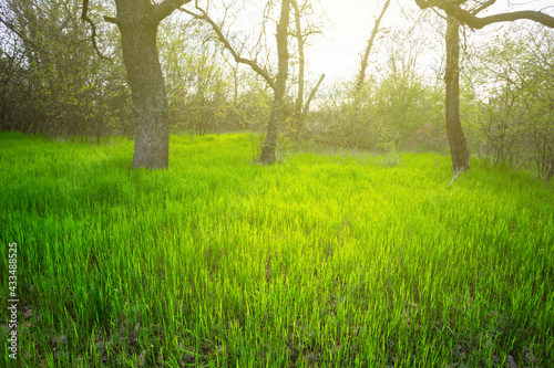 green forest glade in light of sparkle sun