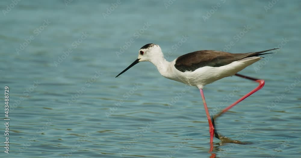 The black-winged stilt feeding in shallow water The black-winged stilt feeding in shallow water