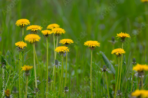 closeup yellow dandelion flowers in green grass, spring natural background