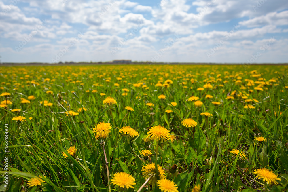 green glade with yellow dandelions under a cloudy sky, rural spring background green glade with yellow dandelions under a cloudy sky, rural spring background