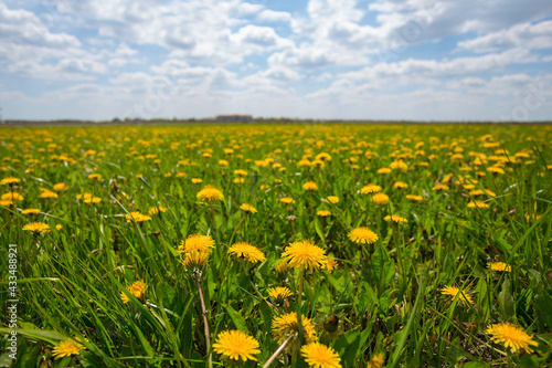 green glade with yellow dandelions under a cloudy sky, rural spring background