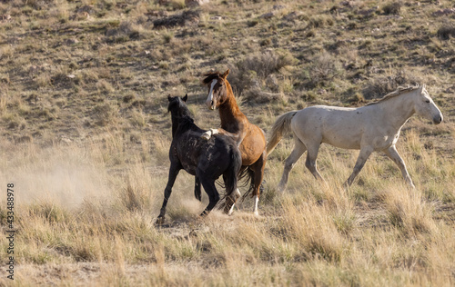 Wild horse Stallions Fighting in the Utah Desert