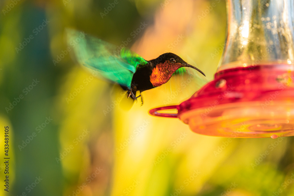 Fototapeta premium vol de colibri
