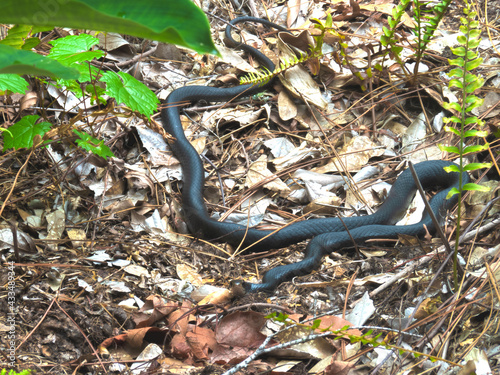 HDR SOUTHERN BLACK RACER SNAKE 1