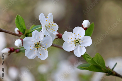 Plum blossom in spring garden on blurred background. White flowers with leaves on a branch