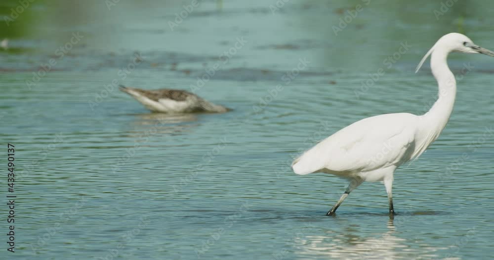 The little egret is hunting the fish on a shallow lake The little egret is hunting the fish on a shallow lake