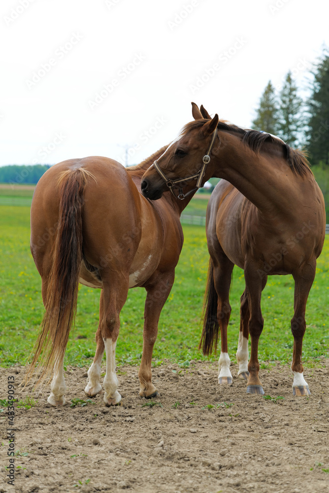 two horses with no name 001 two horses with no name 001