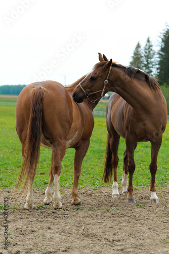 two horses with no name 001