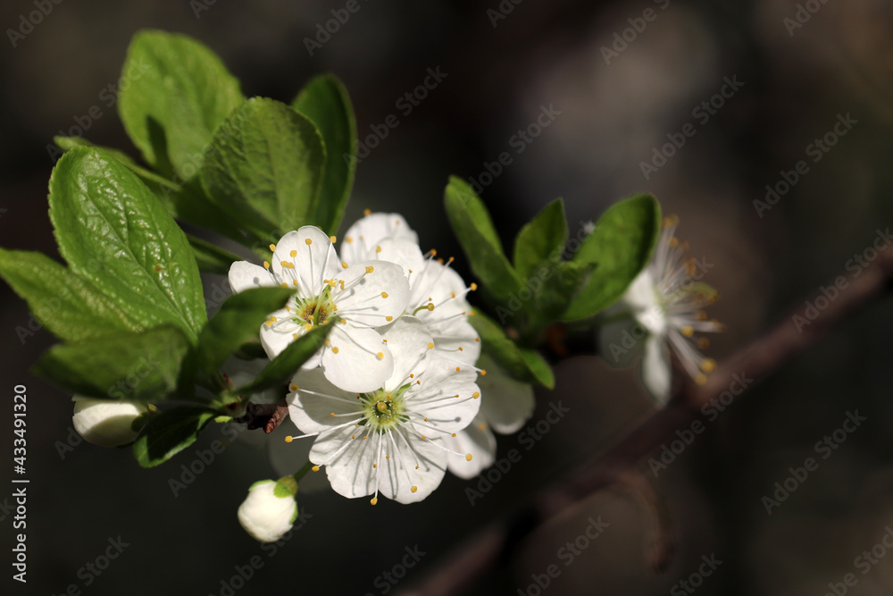 Fototapeta premium Cherry blossom in spring garden on blurred background. White flowers with young leaves on a branch