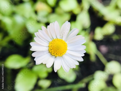 Fiore Margherita