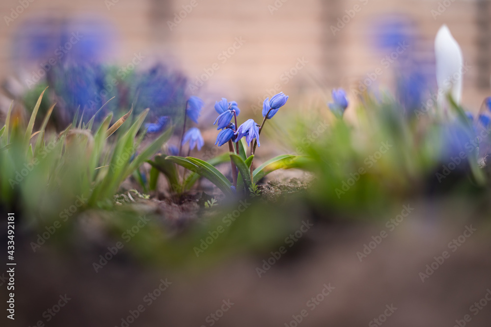 Naklejka premium Small blue decorative bluebell flowers grow in home flower bed